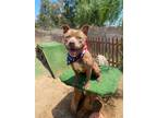 Adopt Amazing Boomer a Staffordshire Bull Terrier