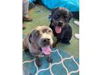 Adopt Bonded Pair Harry & Sally a Rottweiler, Cane Corso