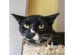 Adopt Everest a Domestic Short Hair