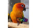 Adopt Kirito a Conure