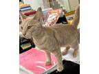 Adopt Pippa - Big Personality - FUN/Athletic a Abyssinian, Tabby