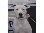 Adopt Apollo a American Bully