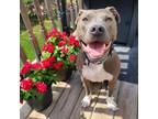 Adopt Django a Pit Bull Terrier