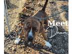 Adopt Dean a Pit Bull Terrier