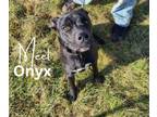 Adopt Onyx a Pit Bull Terrier, Black Labrador Retriever