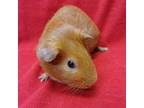 Adopt Manchester a Guinea Pig