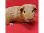 Adopt Grantham a Guinea Pig