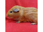 Adopt Windsor a Guinea Pig