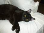 Adopt Eclipse a American Shorthair