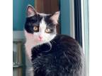 Adopt Chilly Willy 0823 (bonded with Smokey) a Domestic Short Hair