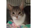 Adopt Eros/Puppy a Domestic Short Hair