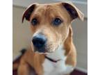 Adopt Leo ~Purina~ a Pit Bull Terrier, Mixed Breed