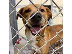 Adopt Leo K19 a Pit Bull Terrier, Mixed Breed