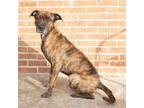 Adopt Dusty a Mixed Breed