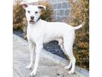 Adopt Ghost a Mixed Breed