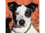 Adopt Dice a Pit Bull Terrier, Mixed Breed