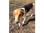 Adopt Rudy a Treeing Walker Coonhound