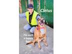 Adopt Cletus a Black Mouth Cur
