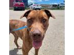 Adopt Phineas a Pit Bull Terrier