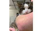 Adopt Linus a Domestic Short Hair