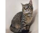 Adopt Alphie a Tabby