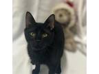 Adopt Spooky a Domestic Medium Hair