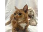 Adopt O'Malley a Domestic Short Hair