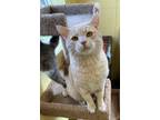 Adopt FABIO (Neutered!) a Tabby