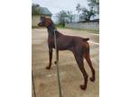 Adopt Stanley a Doberman Pinscher