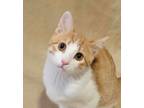 Adopt Goose a Domestic Short Hair