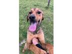 Adopt MOE a Bloodhound, Mixed Breed