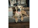 Adopt Doli a Great Dane