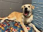 Adopt Queso a Great Pyrenees