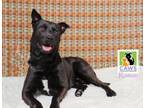 Adopt Roman a Black Labrador Retriever, Pit Bull Terrier