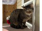 Adopt Wawa a Tabby