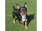 Adopt Stubbs a Rottweiler, Australian Cattle Dog / Blue Heeler