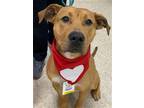 Adopt Isaiah a Labrador Retriever