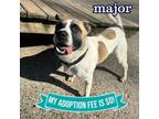 Adopt Major a Mixed Breed