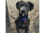 Adopt Chito - (Medical) a Labrador Retriever, Hound