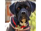 Adopt Tank a Mastiff