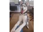 Adopt Marshmallow (CP) a Husky