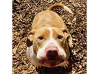 Adopt Toby a Pit Bull Terrier, Mixed Breed