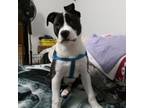 Adopt Kane a Mixed Breed, Pit Bull Terrier