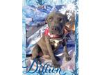 Adopt Dillion a German Shepherd Dog, Weimaraner