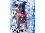 Adopt Kioto a German Shepherd Dog, Weimaraner