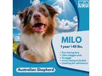 Adopt Milo a Australian Shepherd