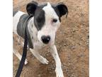 Adopt Rascal a Pit Bull Terrier, Mixed Breed