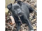 Adopt Donner a Pit Bull Terrier