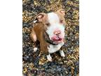 Adopt Leo Sayer a Pit Bull Terrier