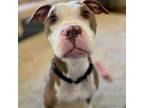 Adopt Leo Sayer a Pit Bull Terrier